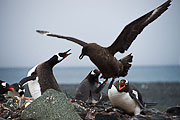 Picture 'Ant1_1_04192 Gentoo Penguin, Pygoscelis Papua, Skua, Antarctica and sub-Antarctic islands, South Shetland Islands, Yankee Harbour'